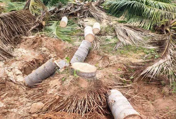 Coconut trees